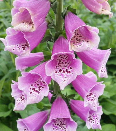 Foxglove Dalmatian Rose